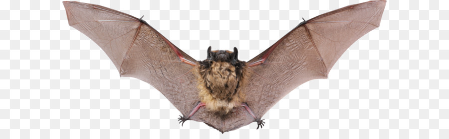 Vampir Fledermaus, Waschbär Tier Echoortung - bat PNG