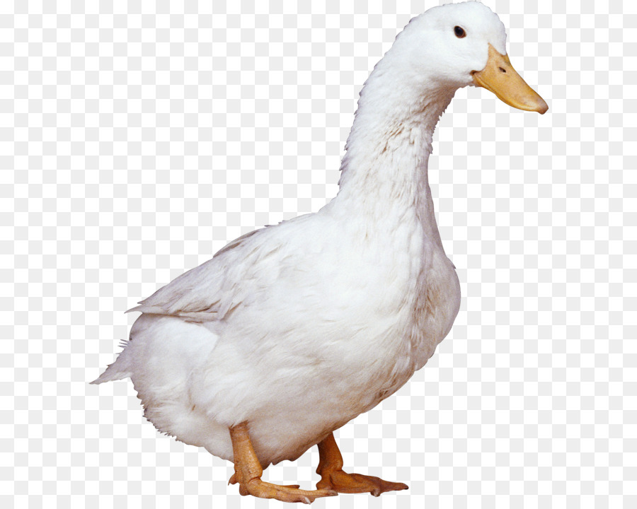 American Pekin Ente - Weiße Ente Png Bild