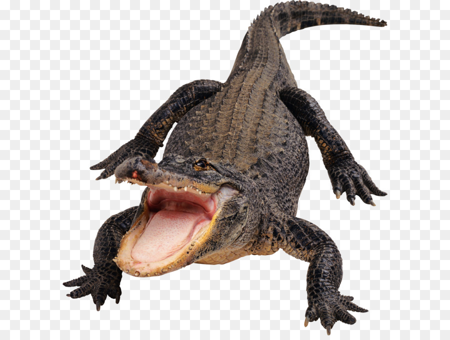 Flashcard Amazon.com Spielzeug Lernen Reisen - Krokodil, alligator PNG