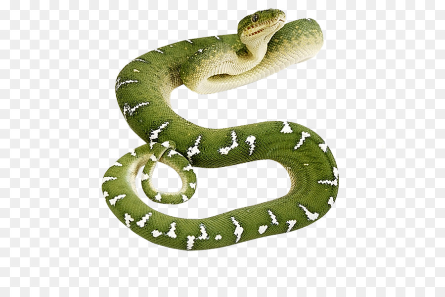 Glatte grüne Schlange Reptil - Green snake PNG Bild