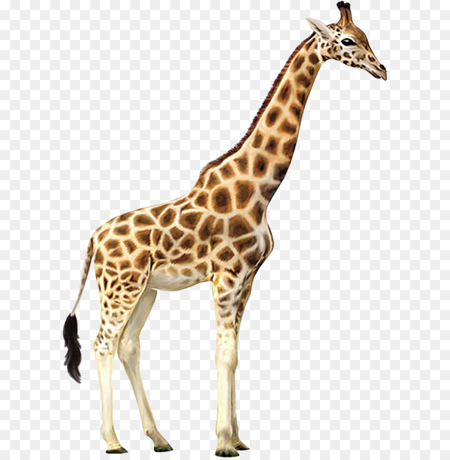 Giraffe, Lassen Sie die Kinder Wandtattoo Tier Wallpaper - Giraffe PNG