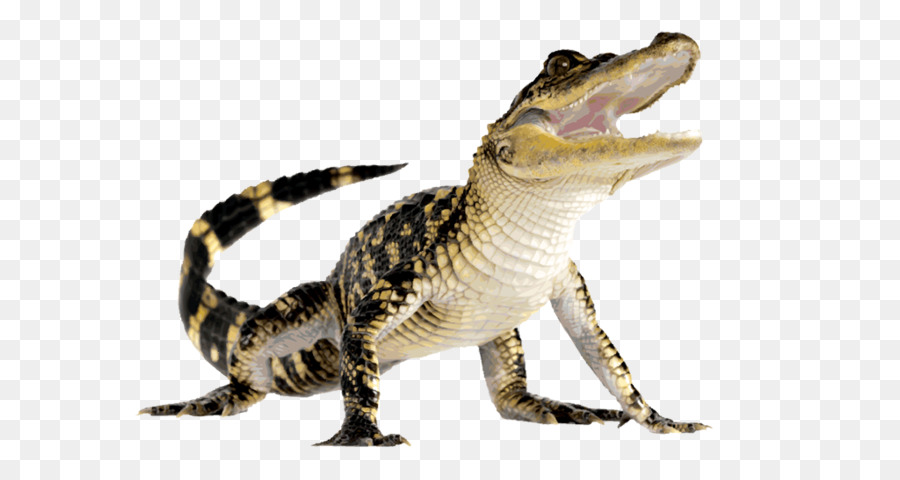Alligator Krokodil Kaiman - Alligator PNG