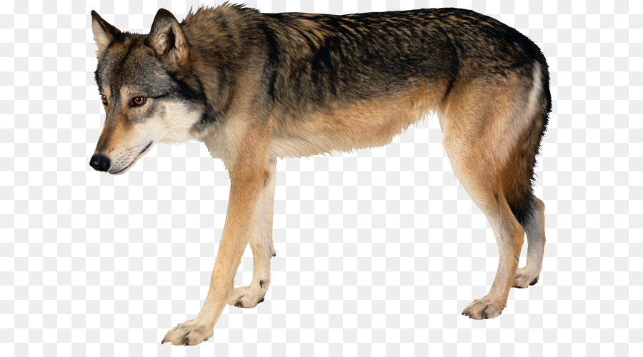 Hund Arctic wolf Wallpaper - wolf png Bild