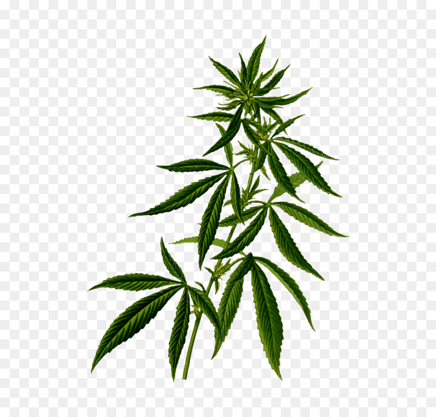 Cannabis, sativa cần Sa Y tế sa cây Gai - Cần sa PNG