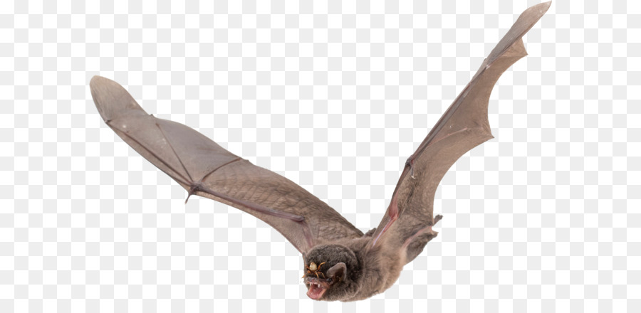 Vampir Fledermaus Flügel - bat PNG