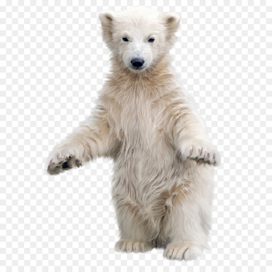 Gấu bắc cực Kodiak gấu, gấu đen Clip nghệ thuật - Cực gấu trắng PNG