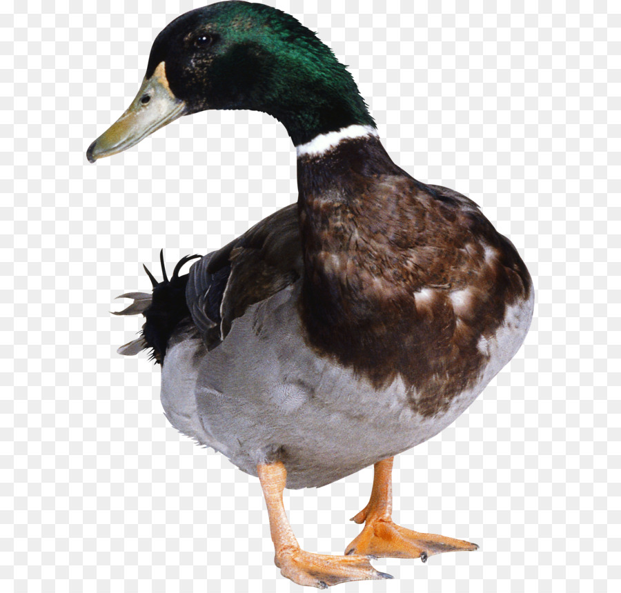 Duck Hunt Donald Duck Amerikanischer Pekin - Ente PNG Bild