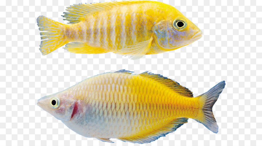 Goldfisch-Symbol - Fisch png
