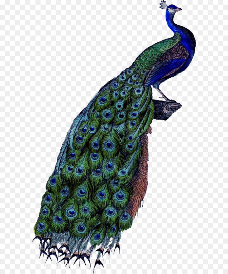Công nghệ thuật Clip - peacock png