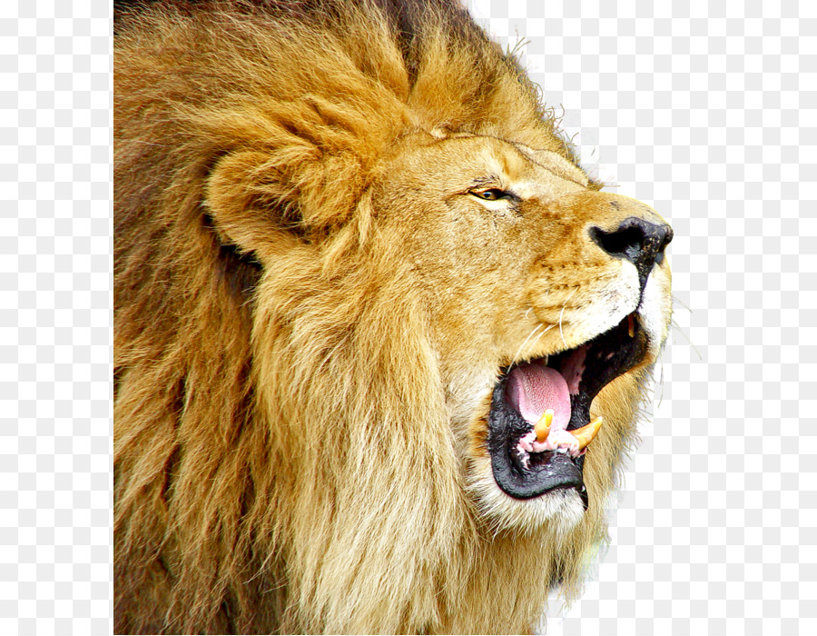 Lion brüllen - löwe png