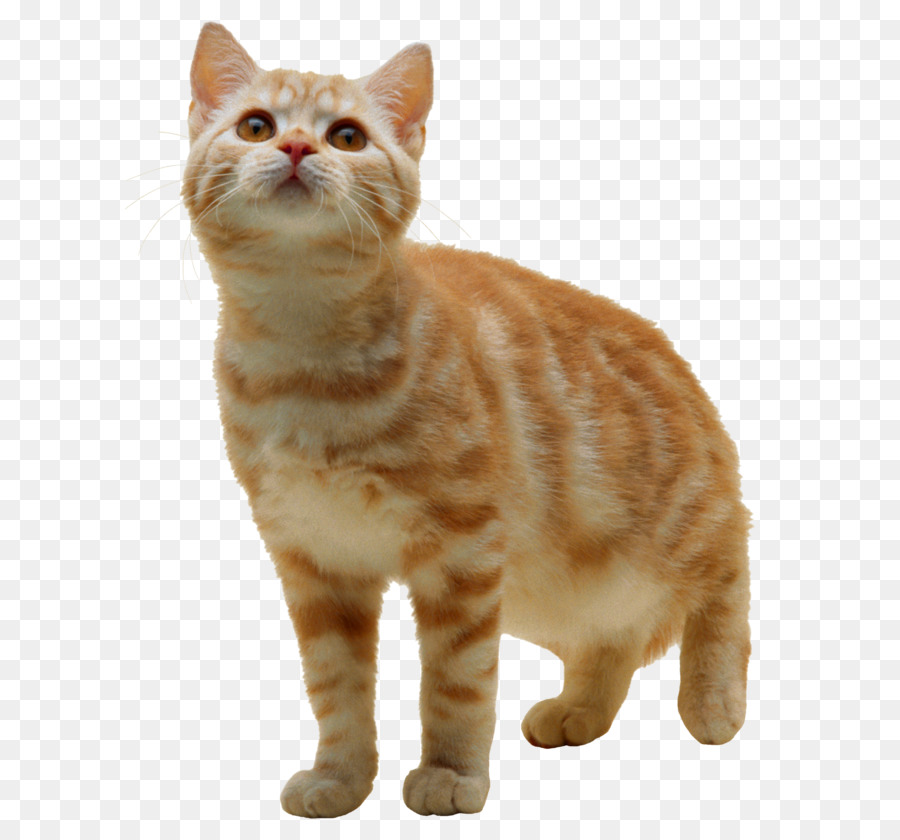 Gatto Gattino Clip art - gatto png immagine, gratuito, scaricare foto, gattino