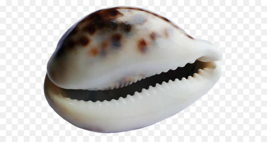 Conchiglia Ristorante Conchiglia #6 Seashell Fiducia Lumaca - conchiglia png