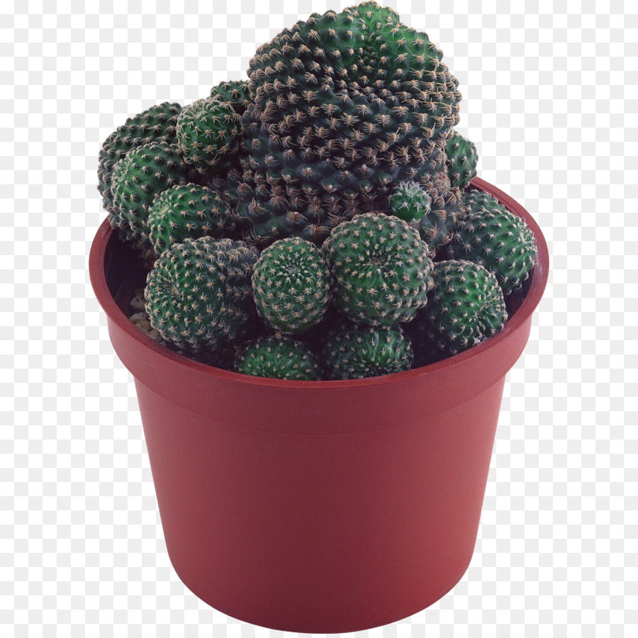 Mammillaria Clip art - Cactus immagine PNG