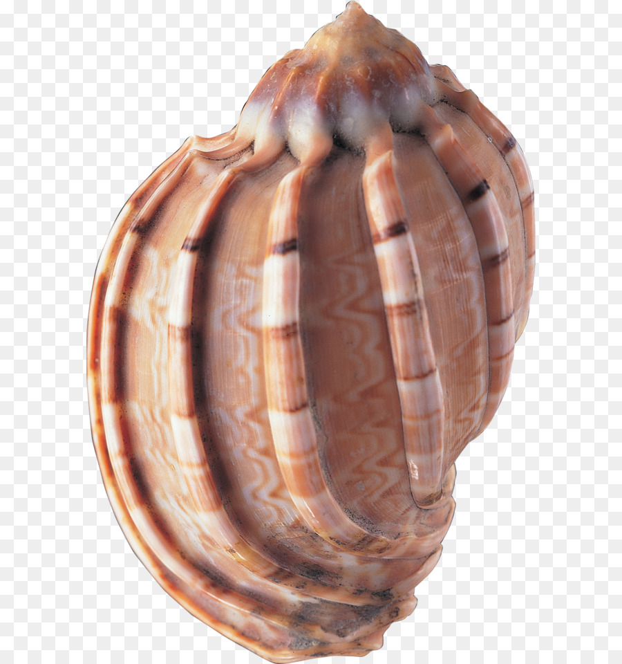 Seashell Animale Clip art - conchiglia png