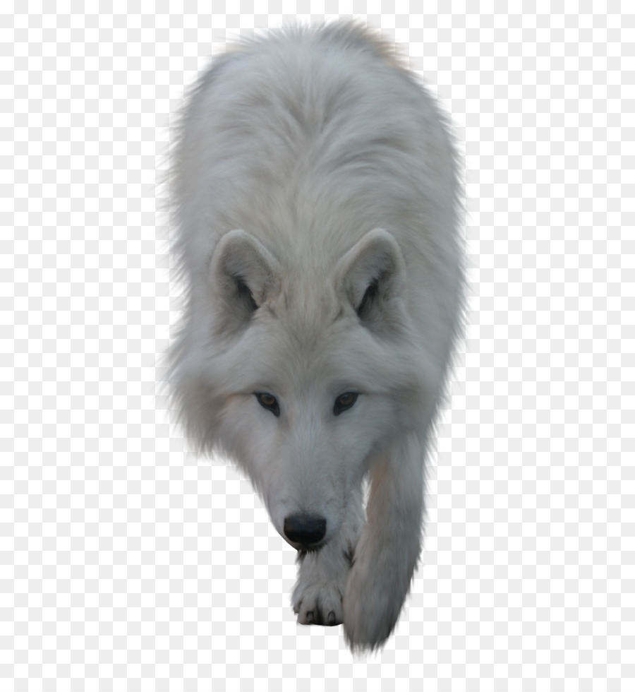Arctic wolf clipart - Wolf PNG
