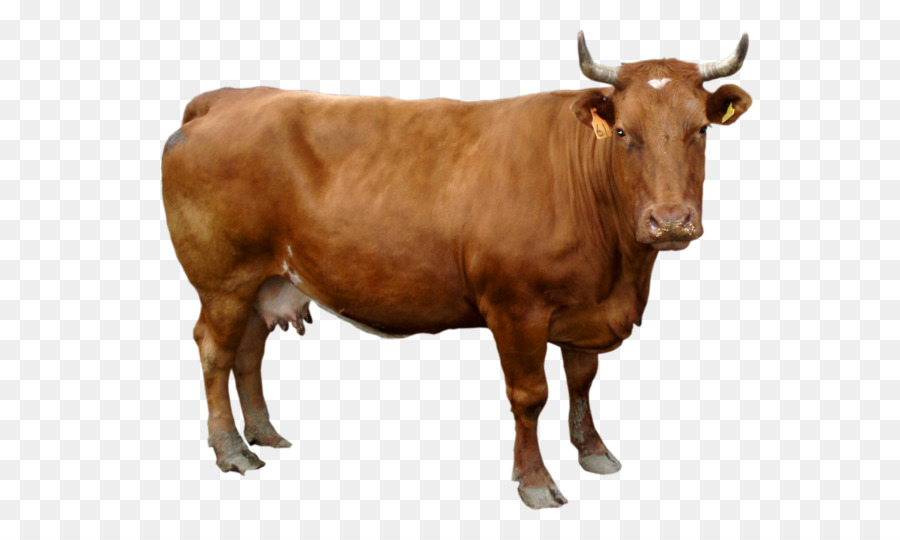 Holstein Friesian bestiame carta da Parati - marrone Mucca immagine PNG