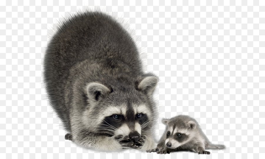 Raccoon Wildlife