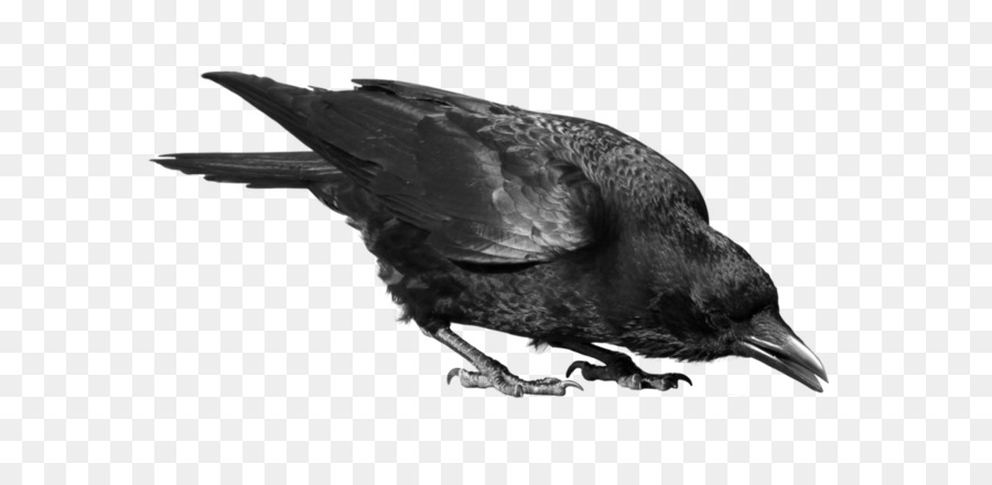 Comune di corvo Uccello Clip art - Un corvo nero immagine PNG