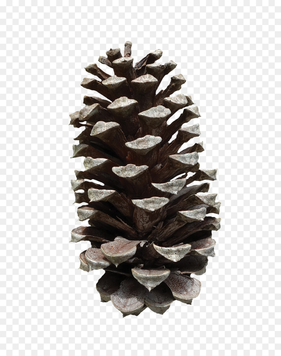 Pinus taeda Conifer cone Frucht - Kiefernkegel png