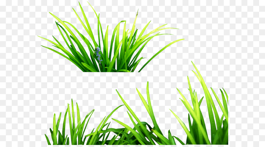 Gräser Clip art - gras png Bild, grünes gras PNG Bild