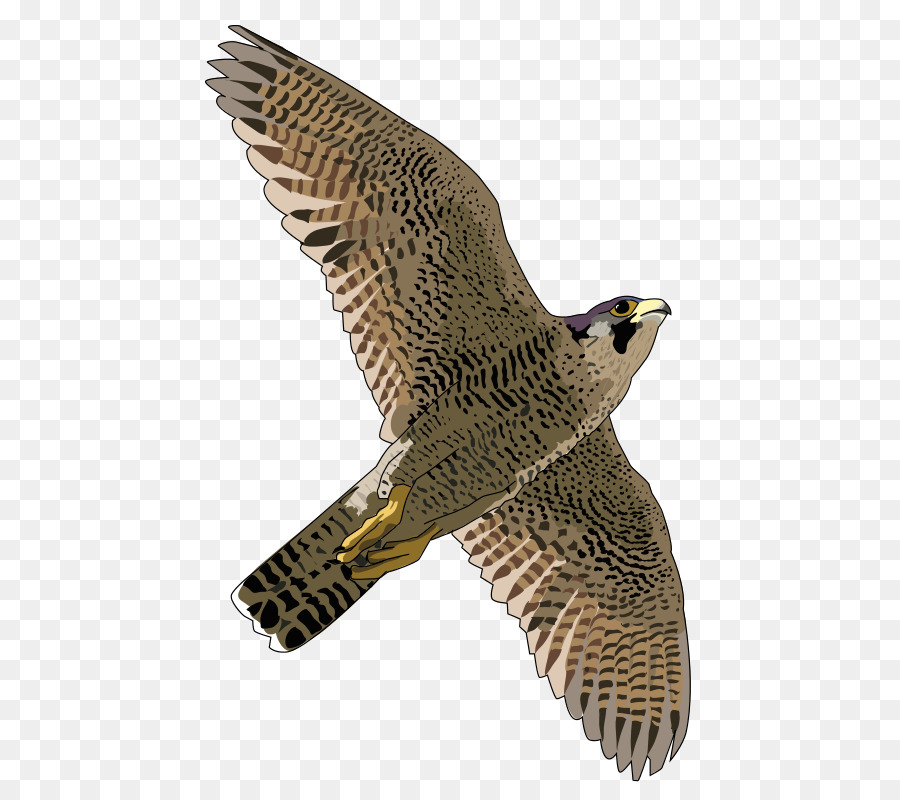 Peregrine falcon Clip art - falcon png
