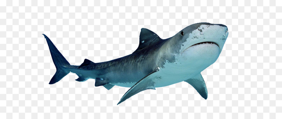 Papua Nuova Guinea Shark finning Sand shark - Png dello squalo