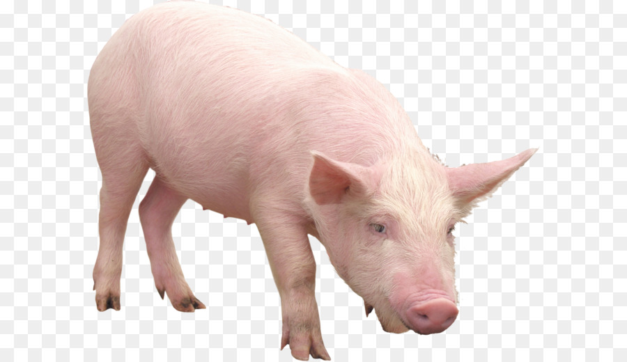 Papua New Guinea Guinea pig Schwein Landwirtschaft - Rosa Schwein Png Bild