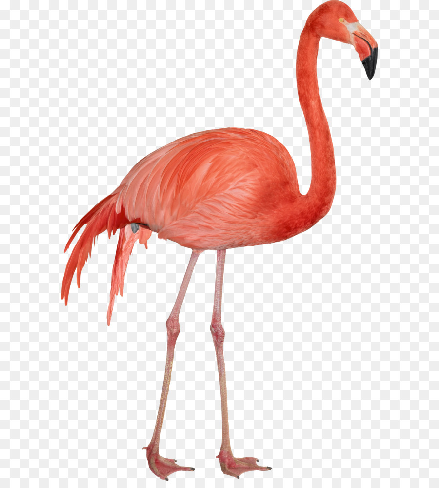 Download Computer Datei - Flamingo png