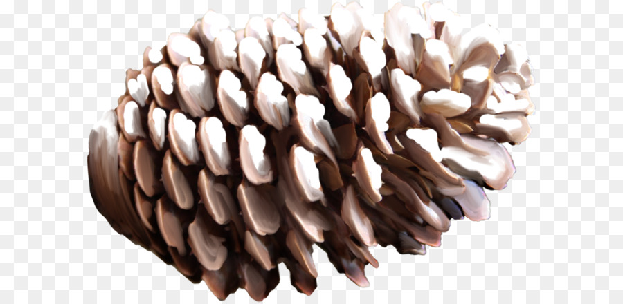 Conifer Cone Material