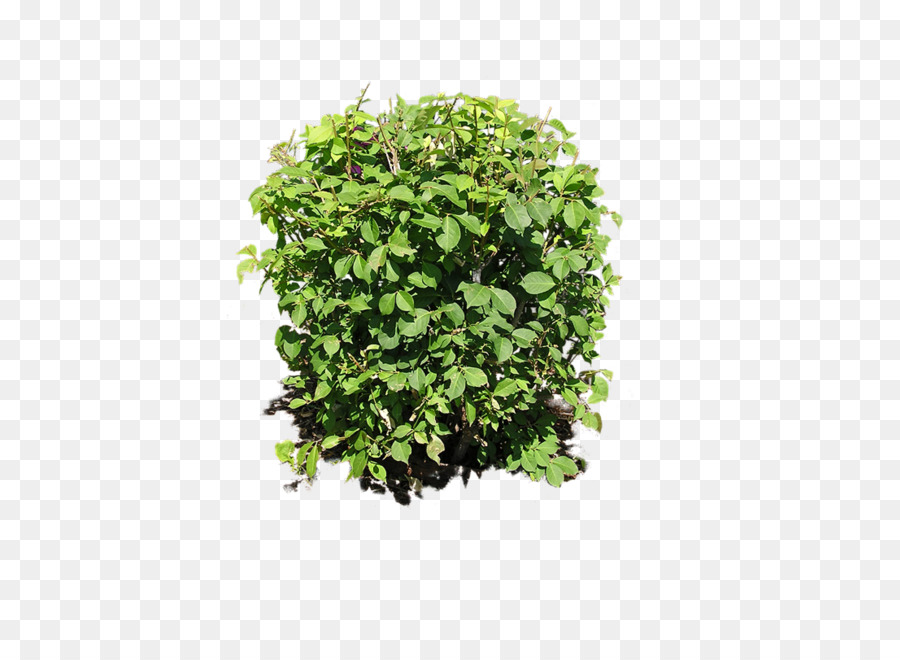Arbusto Pianta Clip art - Bush Impianto Di Immagine Png