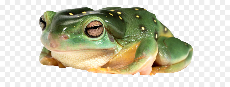 Echte Frosch Symbol - Frosch png