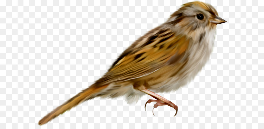 Passero Uccello - Sparrow PNG