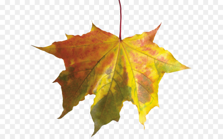 foglia d'autunno di colore - autunno foglia PNG