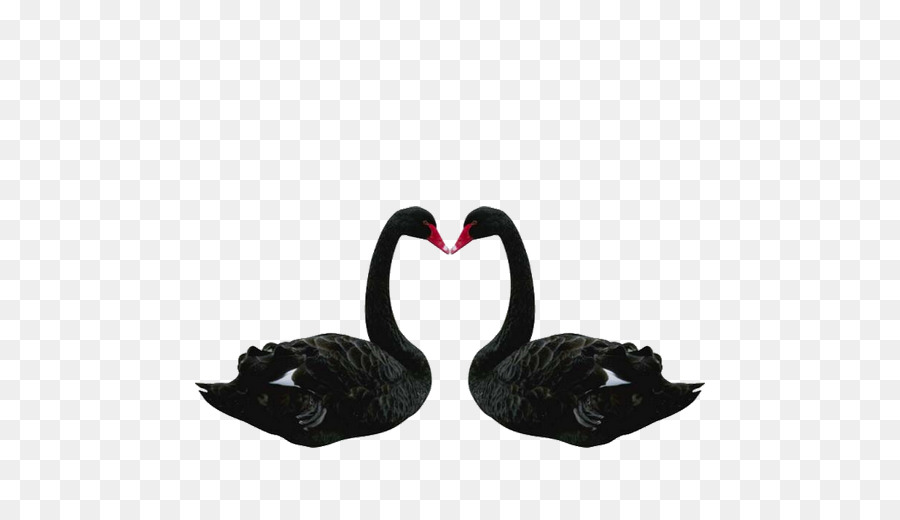 The Black Swan: Các Tác động của các Rất không Thể xảy ra Bird - Thiên nga đen PNG