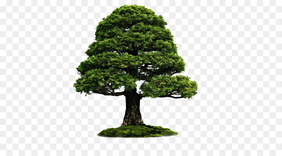 Japanese Tree