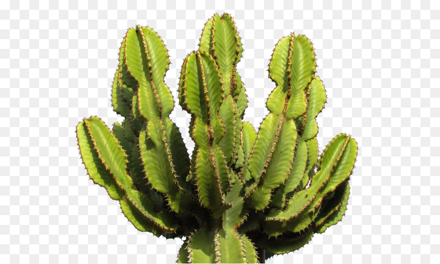 Cactaceae Symbol - Cactus PNG Bild