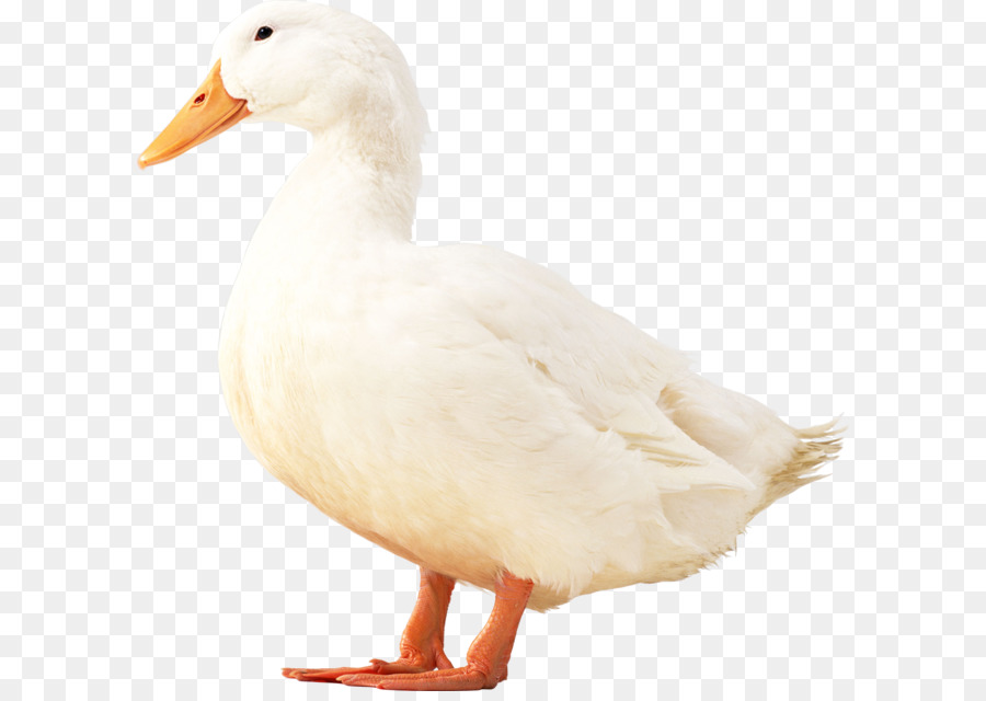 American Pekin Ente, Vogel, Geflügel - Weiße Ente Png Bild
