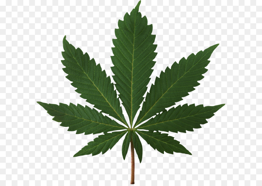 Cannabis medica Legalità della cannabis Cannabis - Cannabis PNG