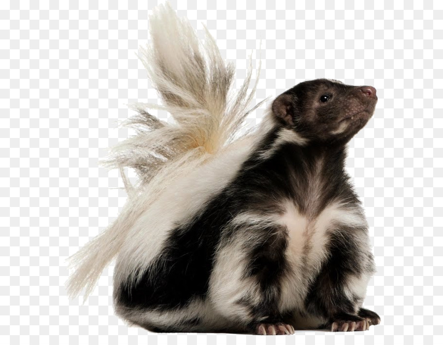 A strisce skunk Cane Gatto Pet - Skunk PNG