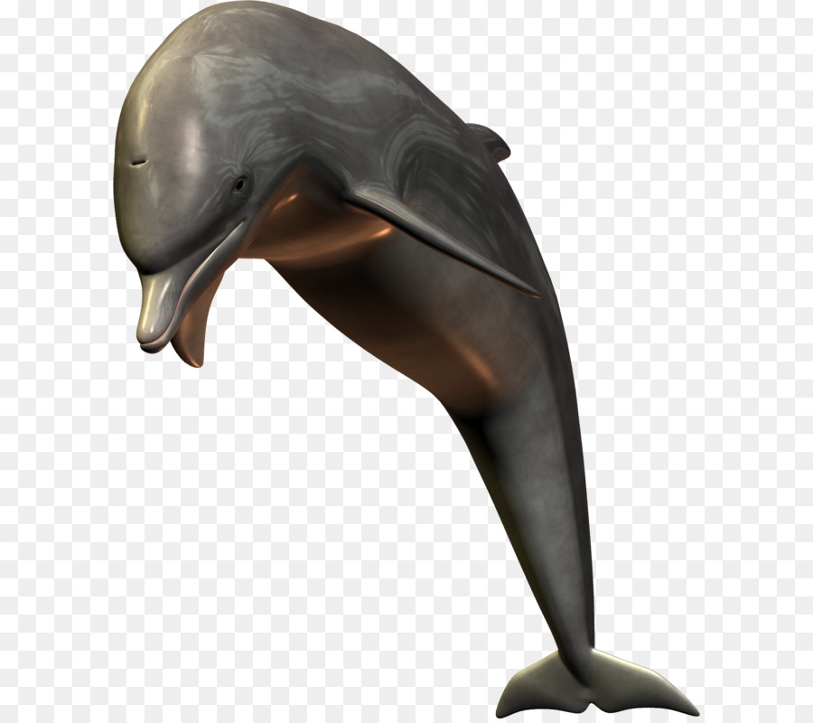 Delfin Hai - Dolphin PNG-Bild