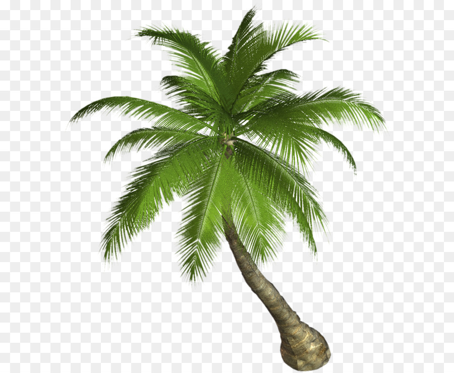 Arecaceae clipart - Palm Tree PNG