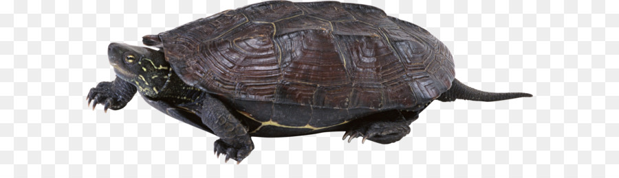 Comune di snapping turtle Casella di tartaruga Tartaruga tartaruga di Mare - Tartaruga PNG