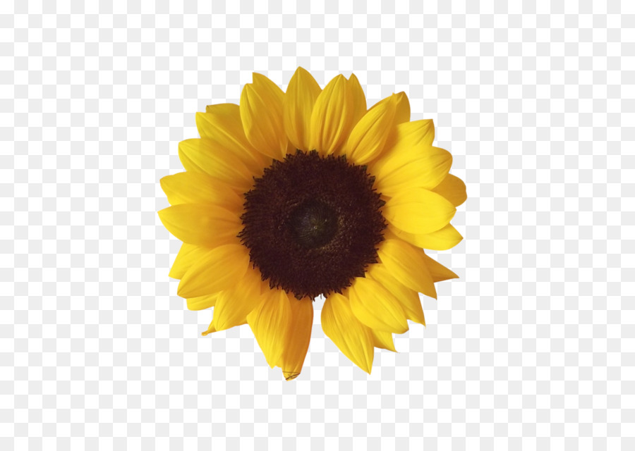 Sunflower Cartoon png download - 912*876 - Free Transparent Common  Sunflower png Download. - CleanPNG / KissPNG