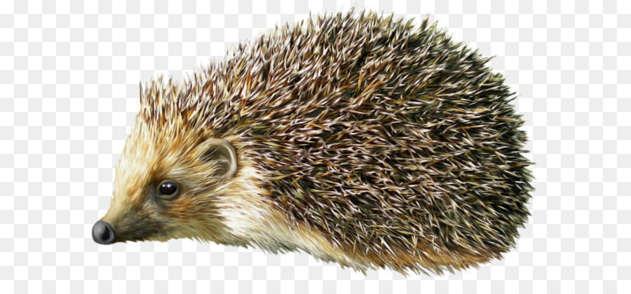 Hedgehog Porcupine
