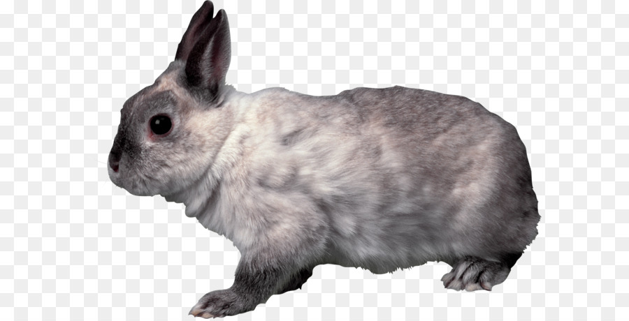 Heimische Kaninchen Französisch Lop Hasen Holland Lop - Kaninchen PNG Bild