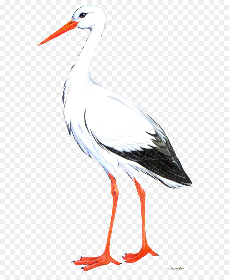 La cicogna bianca, Uccello Gru - Cicogna PNG