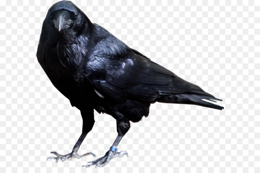 Common raven American crow, Rook - Crow PNG Bild