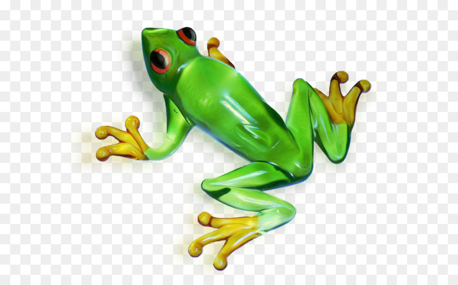Echter Frosch Laubfrosch - Grüner Frosch PNG