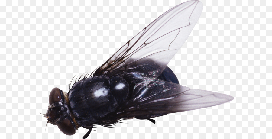 Insect Fly