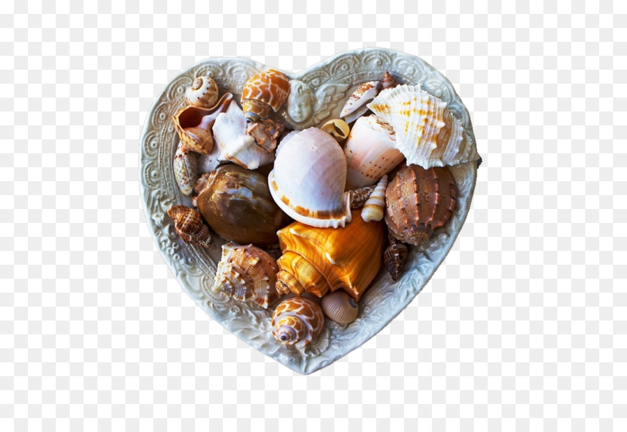 Bivalvia di Conchiglie di Molluschi shell - Una varietà di creature del mare